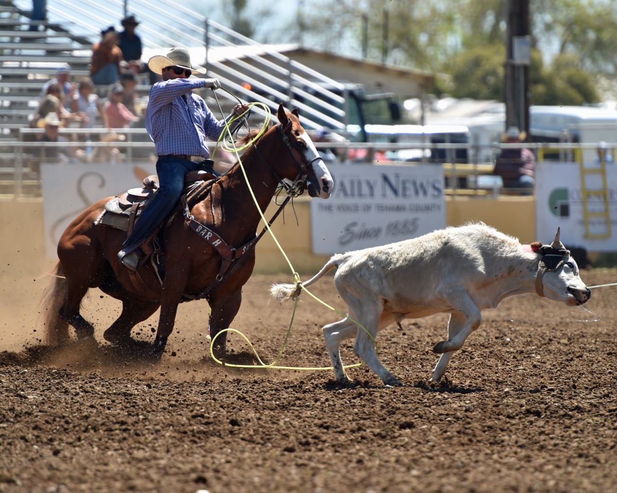 Ryan Motes heeling a steer outdoors in the summer sun